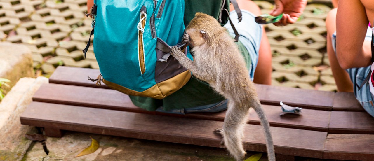 No siempre son personas las que roban...