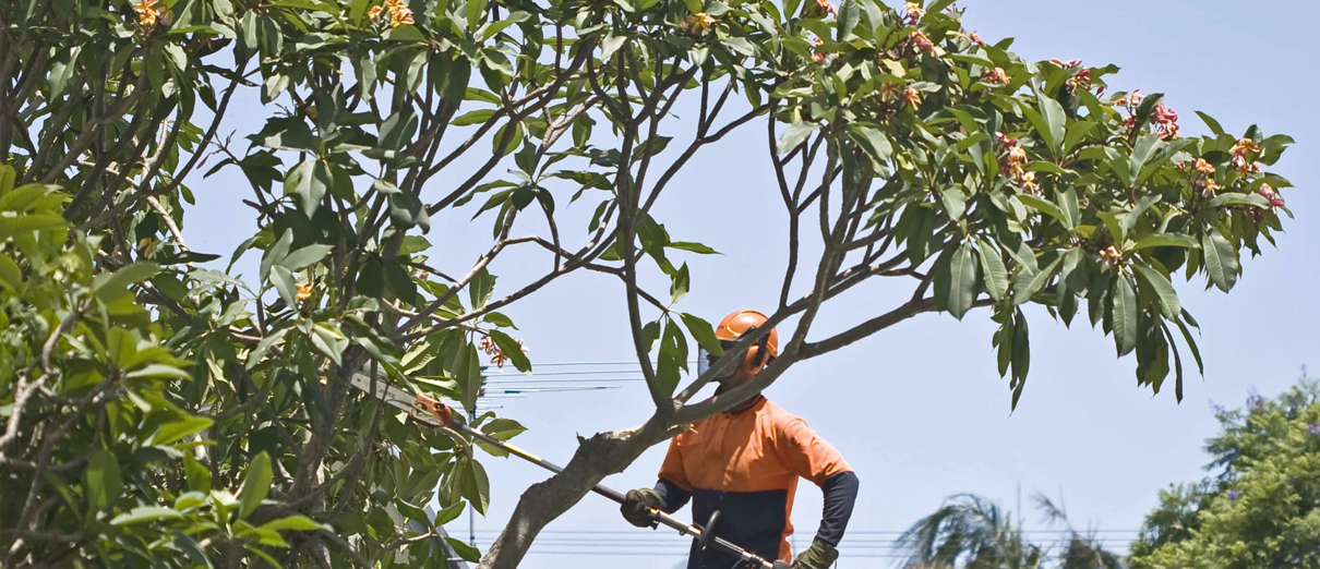 La poda de árboles es un trabajo de profesionales