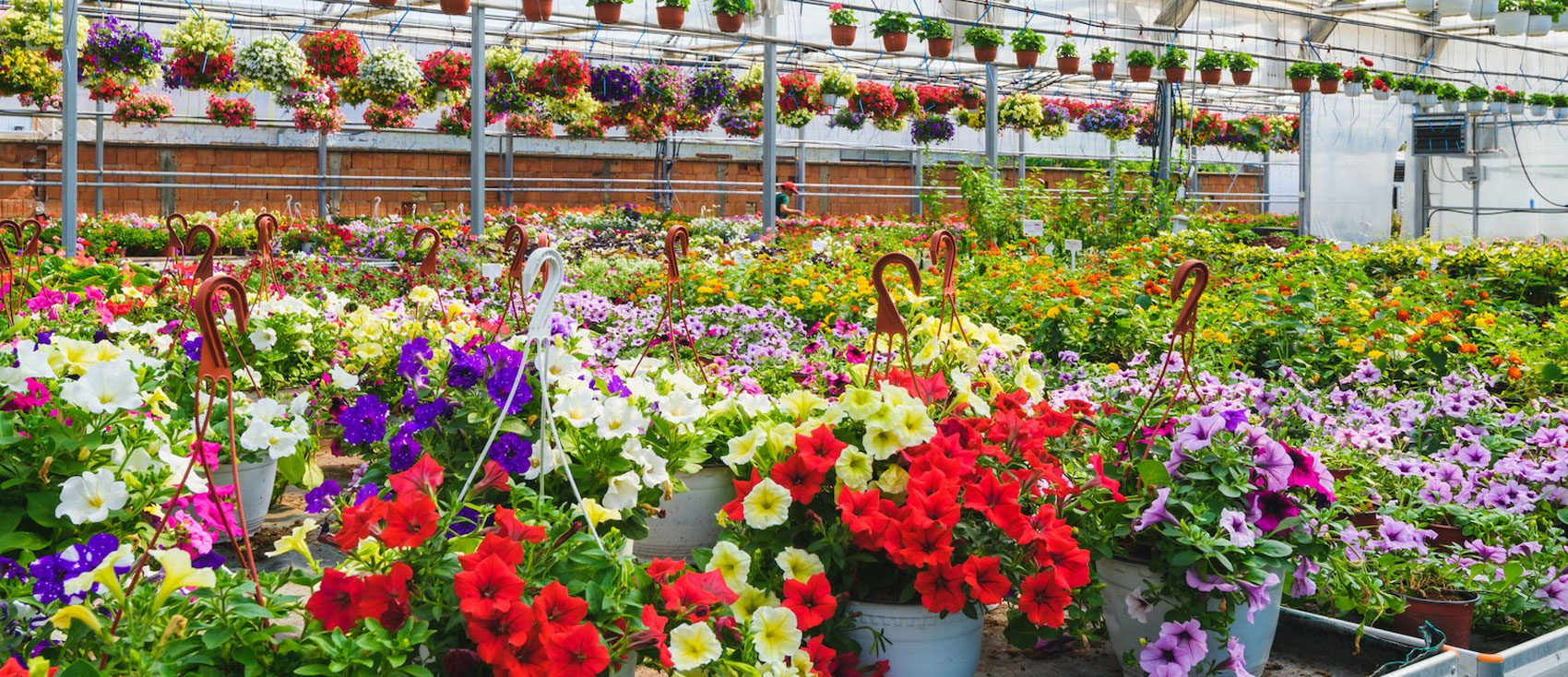 El diseño de paisajes con plantas de vivero: tendencias actuales