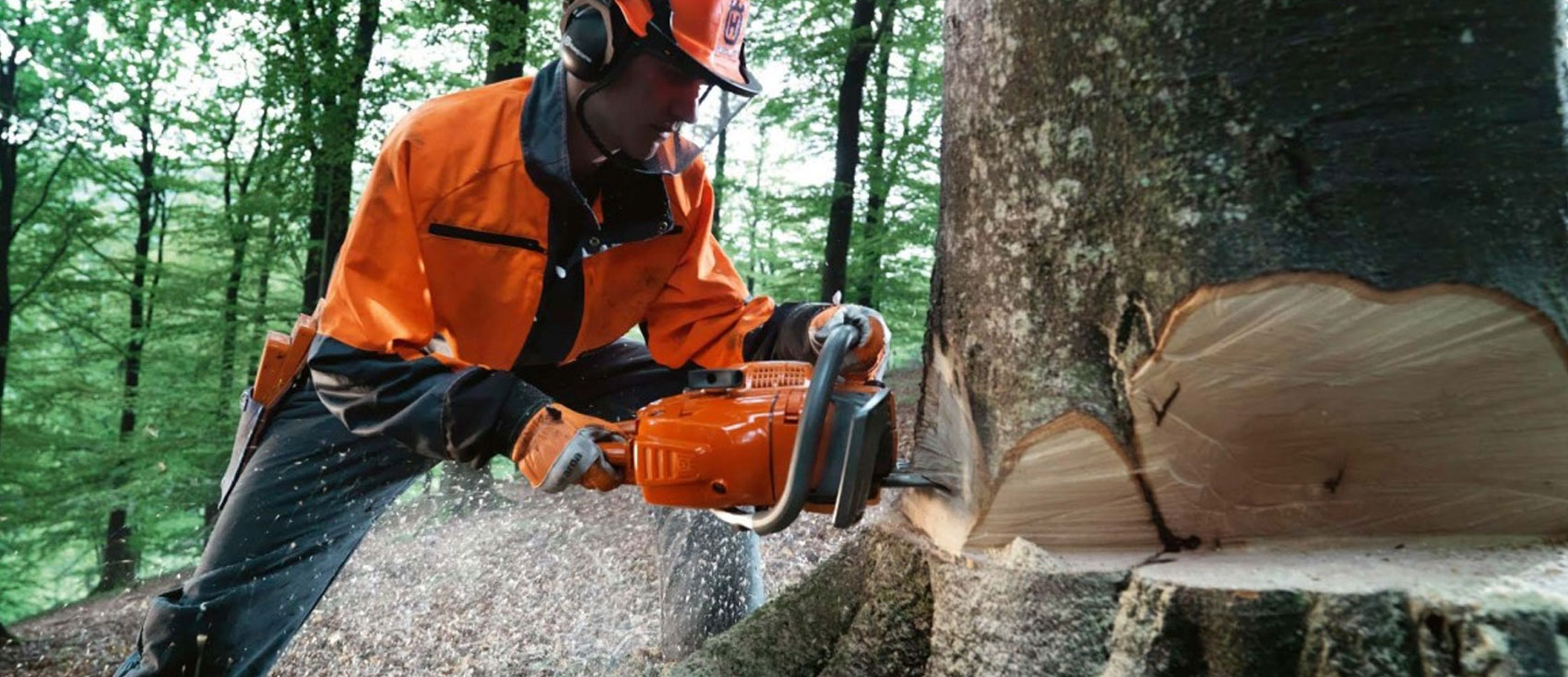 ¿Por qué es importante actuar a tiempo con la tala de árboles?