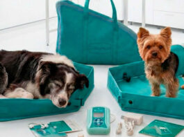 Magnetoterapia veterinaria: cómo ayuda en la recuperación animal Magnetoterapia veterinaria: cómo ayuda en la recuperación animal