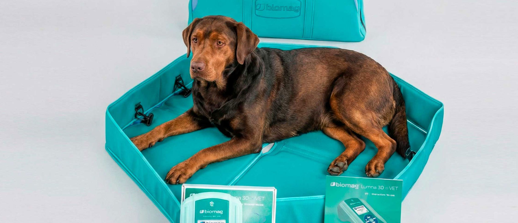 Magnetoterapia veterinaria: cuándo puede ser útil para tu mascota Magnetoterapia veterinaria: cuándo puede ser útil para tu mascota